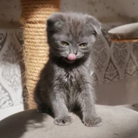 Scottish fold pure race