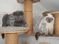 Scottish folds pure race