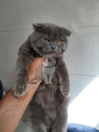 Scottish fold blue adulte
