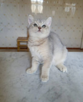 chat-chatons-british-et-scottish-straight-pure-race-alger-centre-algerie