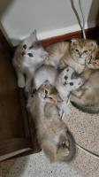 chat-chatons-scottish-fold-et-british-golden-silver-alger-centre-algerie