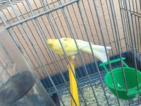 Canari satine jaune
