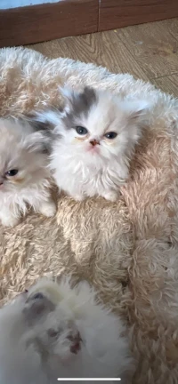 Chat persan