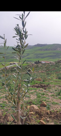 terrain-agricole-vente-bordj-bou-arreridj-medjana-algerie