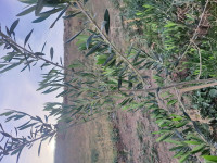 terrain-agricole-vente-bordj-bou-arreridj-medjana-algerie