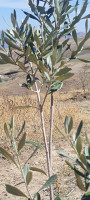 terrain-agricole-vente-bordj-bou-arreridj-teniet-en-nasr-algerie