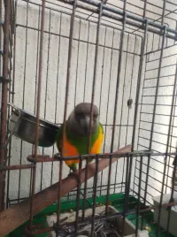 Perokette sinigal