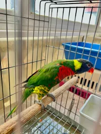 Perroquet Loris + la cage offerte