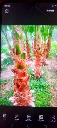 décoration de jardin