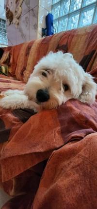 chien-caniche-bichon-maltais-et-frise-de-race-pure-kolea-tipaza-algerie