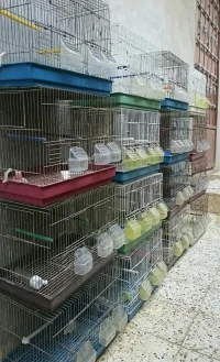 cages 