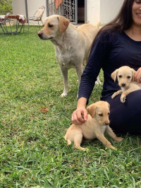 chien-labrador-retriever-annaba-algerie