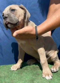Cane corso