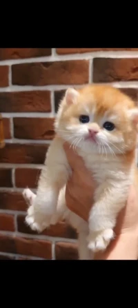 Scottish fold et british golden ny12