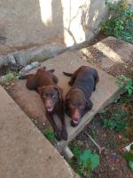 chien-labradore-pure-race-couple-male-et-femelle-birkhadem-alger-algerie