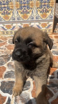 كلب-chien-malinois-عين-الترك-وهران-الجزائر
