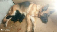 dog-chien-berger-allemand-soumaa-blida-algeria