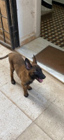 chien-malinois-birkhadem-alger-algerie