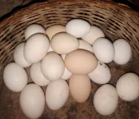 بيض طبيعي bio 