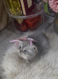 قطة-chatte-british-shorthair-et-scottish-fold-الجزائر-وسط