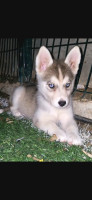 chien-femelle-husky-el-achour-alger-algerie