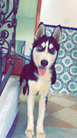 chien-husky-siberien-pure-race-dely-brahim-alger-algerie