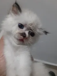 Beau chaton