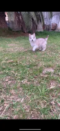 Husky malmute 