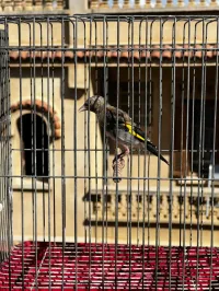 Chardonneret jeune 