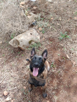 chien-malinois-dresse-meftah-blida-algerie