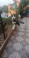 chien-husky-pure-race-bou-ismail-tipaza-algerie