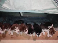 Chiots Husky de Sibérie (chien de traîneau)