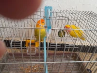Inseparable
