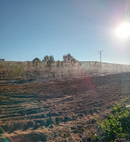 terrain-vente-mascara-el-gaada-algerie