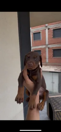 Femmal Doberman dsp 