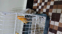 oiseau-canari-harz-femelle-orange-avec-cage-sidi-mhamed-alger-algerie