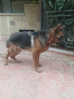 chien-berger-allemand-tizi-ouzou-algerie