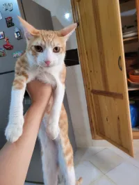 Chat à donner