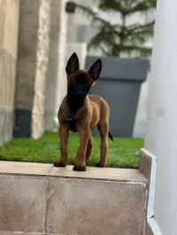 chien malinoi femme