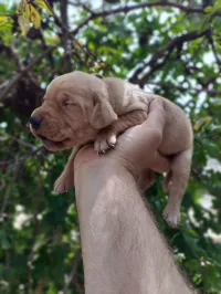 Chien chasse