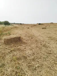 تبن شعير بجاية