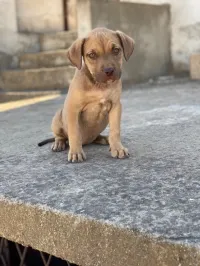 Femelle pitbull rednose 