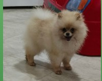 كلاب-elevage-complet-a-vendre-spitz-pomeranien-درارية-الجزائر