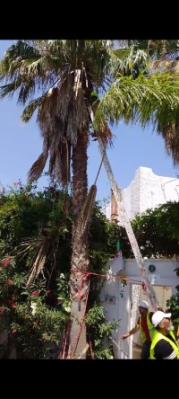 cleaning-gardening-nettoyage-et-elagage-abattage-darbres-ouled-fayet-alger-algeria