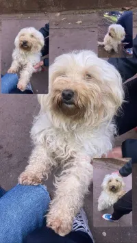 Caniche 