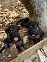 Chiots berger allemand 35 jr 