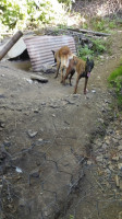 chien-femelle-malinois-presque-3-ans-avec-papier-et-puce-larbaa-nath-irathen-tizi-ouzou-algerie