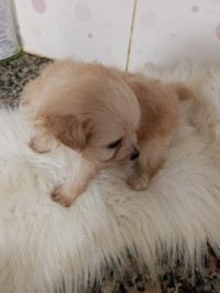 كلب-caniche-bichon-القليعة-تيبازة-الجزائر