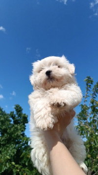 chien-caniche-bichon-maltais-nains-pure-race-cheraga-alger-algerie