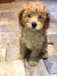 Caniche bichon nain pure race 